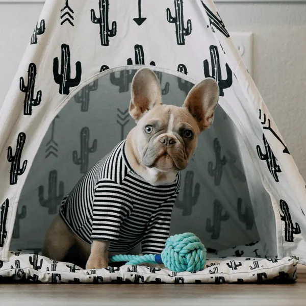 Discover the Top 5 Modern Dog Crates: Redefine Pet Luxury