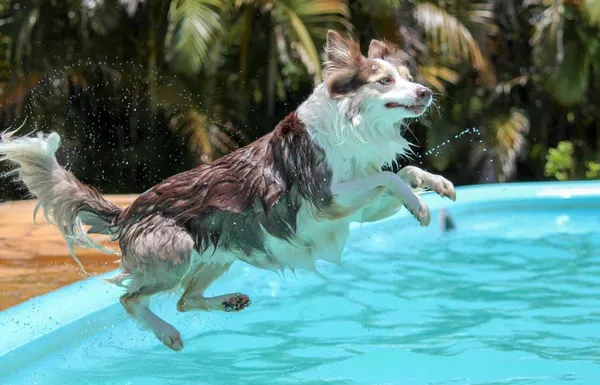 Making a Splash: The Best Dog Swimming Pool For Summer!