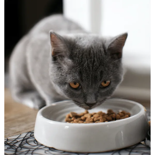 Cat Food Mats: Mealtime Majesty for Finicky Felines!