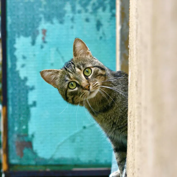 Elevate Your Cat s Playtime Purrfect Cat Wall Furniture Elevate Your Cat s Playtime Purrfect Cat Wall Furniture