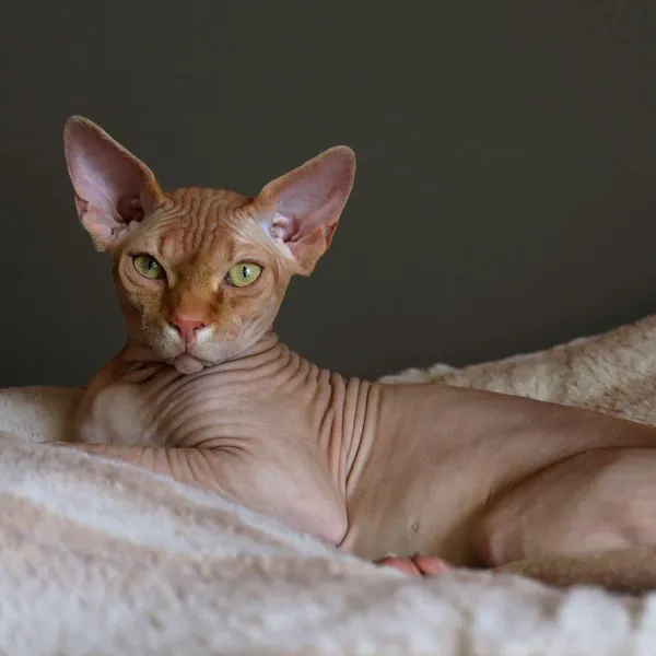 Discover Low-Shedding Cat Breeds: NO Furballs!