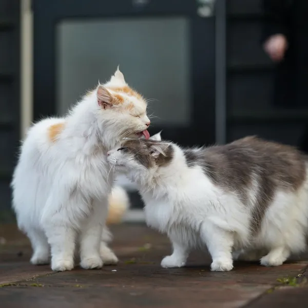 Feline Affection: The Science On Why Cats Lick Each Other