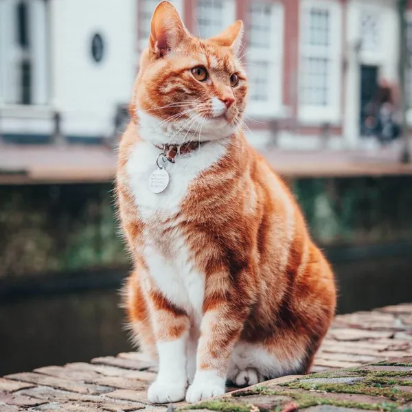 Revolutionizing Pet Tracking: Introducing the AirTag Cat Collar