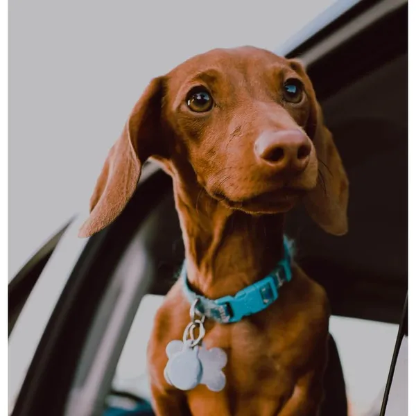 Discover Cute Dog Tags That Will Make Your Tail Wag!