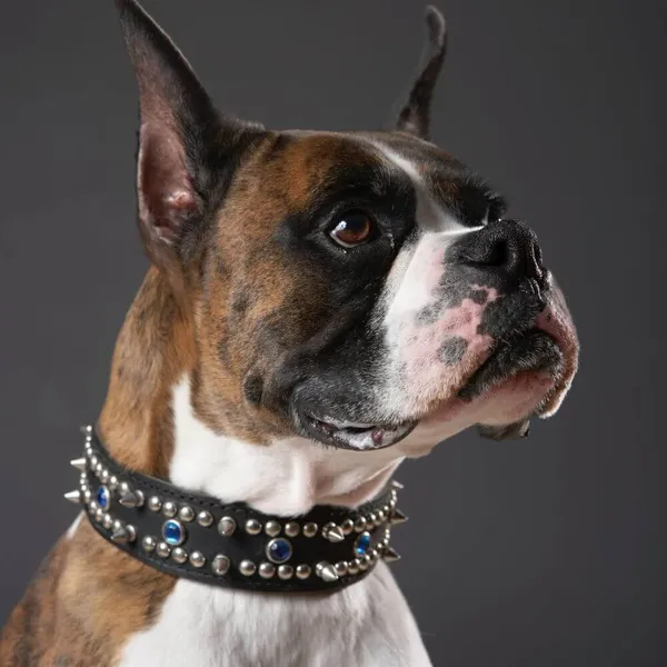 Unleash Your Pet's Punk Rock Side with Spiked Dog Collars