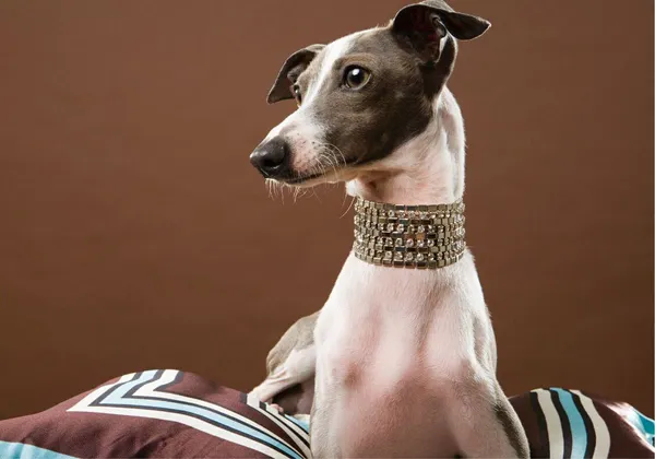 The Wide Dog Collar Revolution: Broaden Your Horizons!