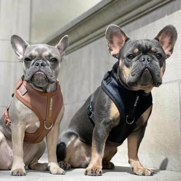 Rise Of The Leather Dog Harness: Best Picks!