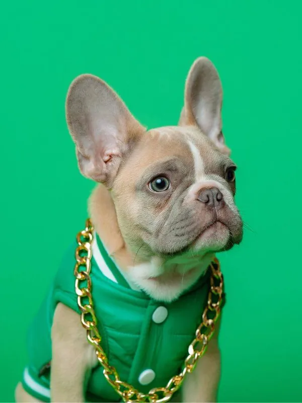 Give Your Pooch a Touch of Luxury with A Gold Dog Chain!