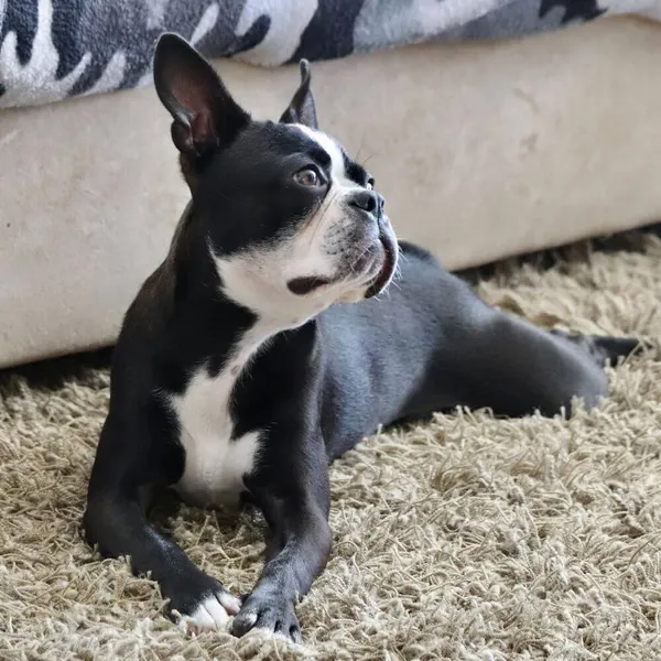 How To Get Dog Smell Out Of Carpet?