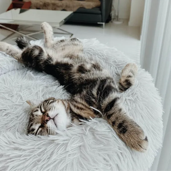 Cat Tunnel Bed: A Perfect Blend of Fun, Comfort & Security!