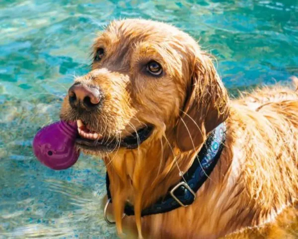 The Ultimate Guide To Waterproof Dog Collars