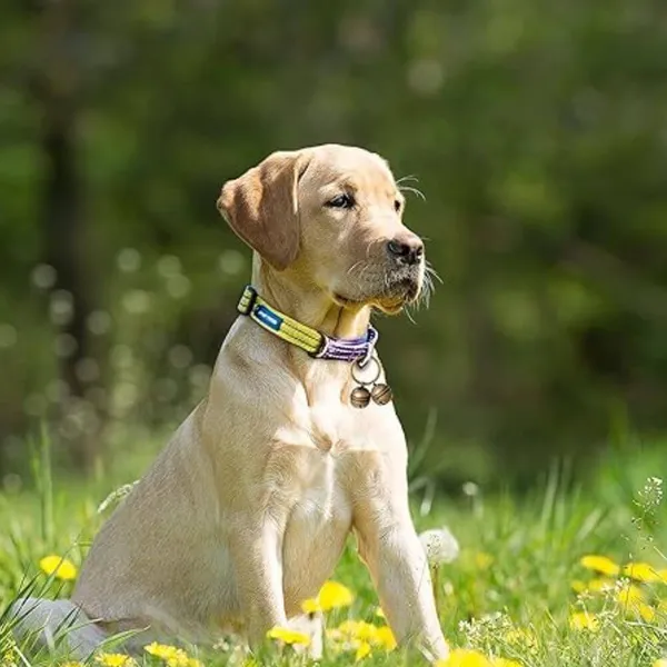 Discover the Best Dog Collar Bells: Safety, Style, & Sound