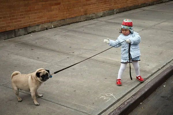 What Type of Collar is Best for Dog Training?